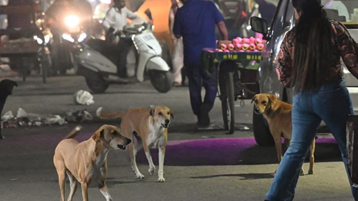 Ever Wondered Why Street Dogs Bark At Night? Here’s The Answer
