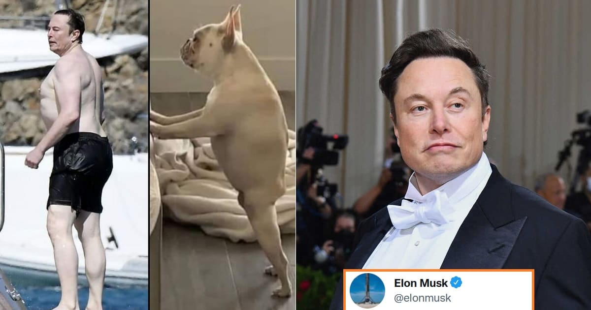 Elon Musk replies to a Guy who compared his shirtless pic with a Dog