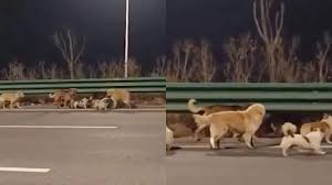 China’s Viral ‘7 Stolen Dogs’ Story Turns Out To Be Fake: Here’s What Really Happened